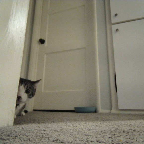 Unlisted inventory 🐈💖 - Picture 2 of 6